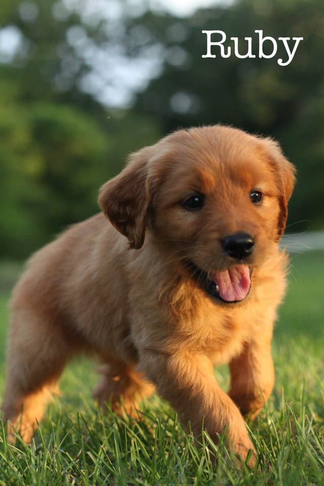 Golden Retriever Puppies media 7