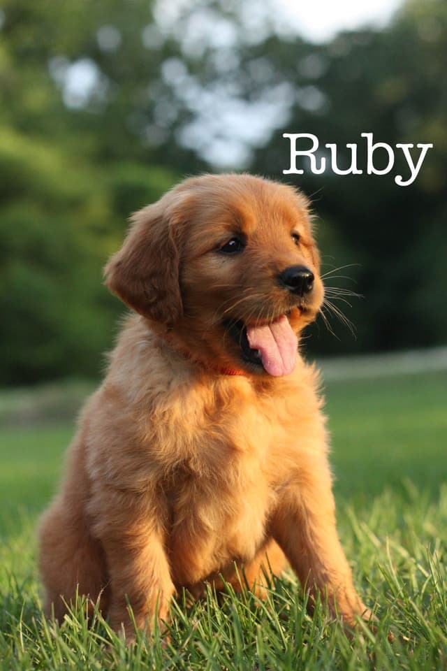 Golden Retriever Puppies media 8