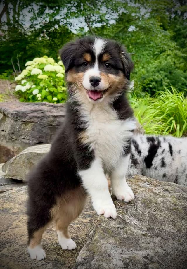 Australian Shepherd Puppies media 2