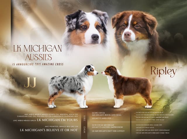 Australian Shepherd Puppies media 3