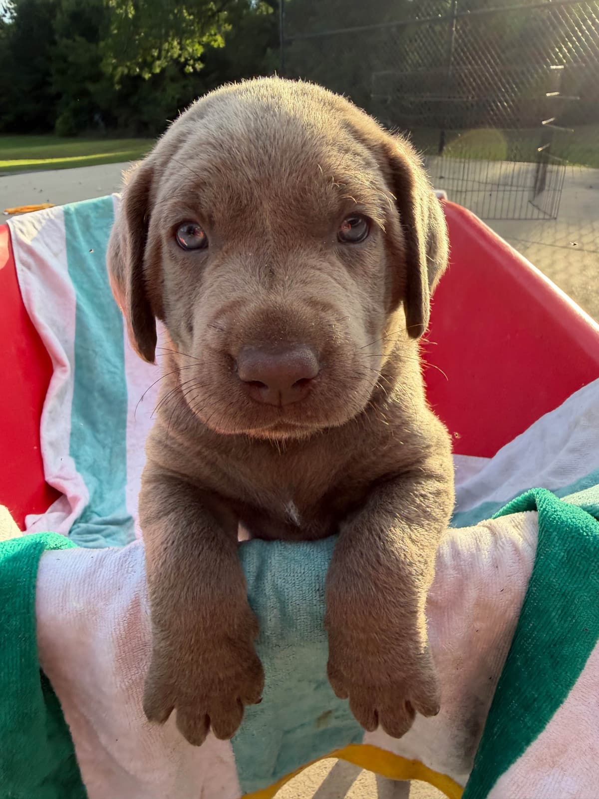 Labrador Retriever Puppies breeder image 3