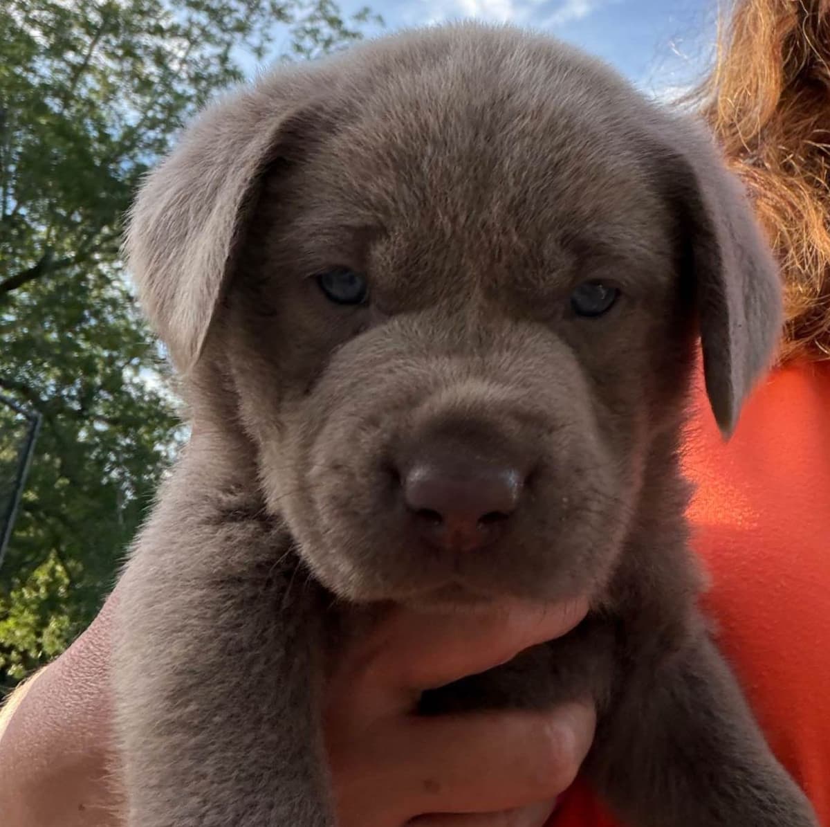 Labrador Retriever Puppies breeder image 4