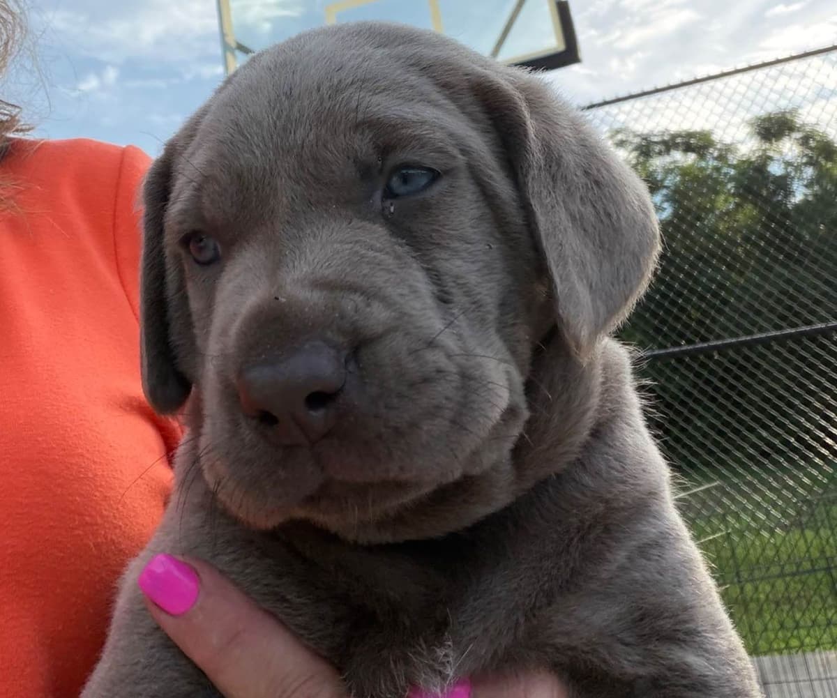 Labrador Retriever Puppies breeder image 1
