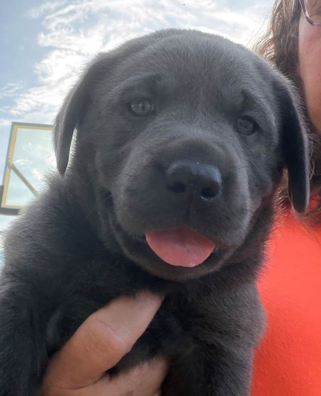 Labrador Retriever Puppies breeder image 5
