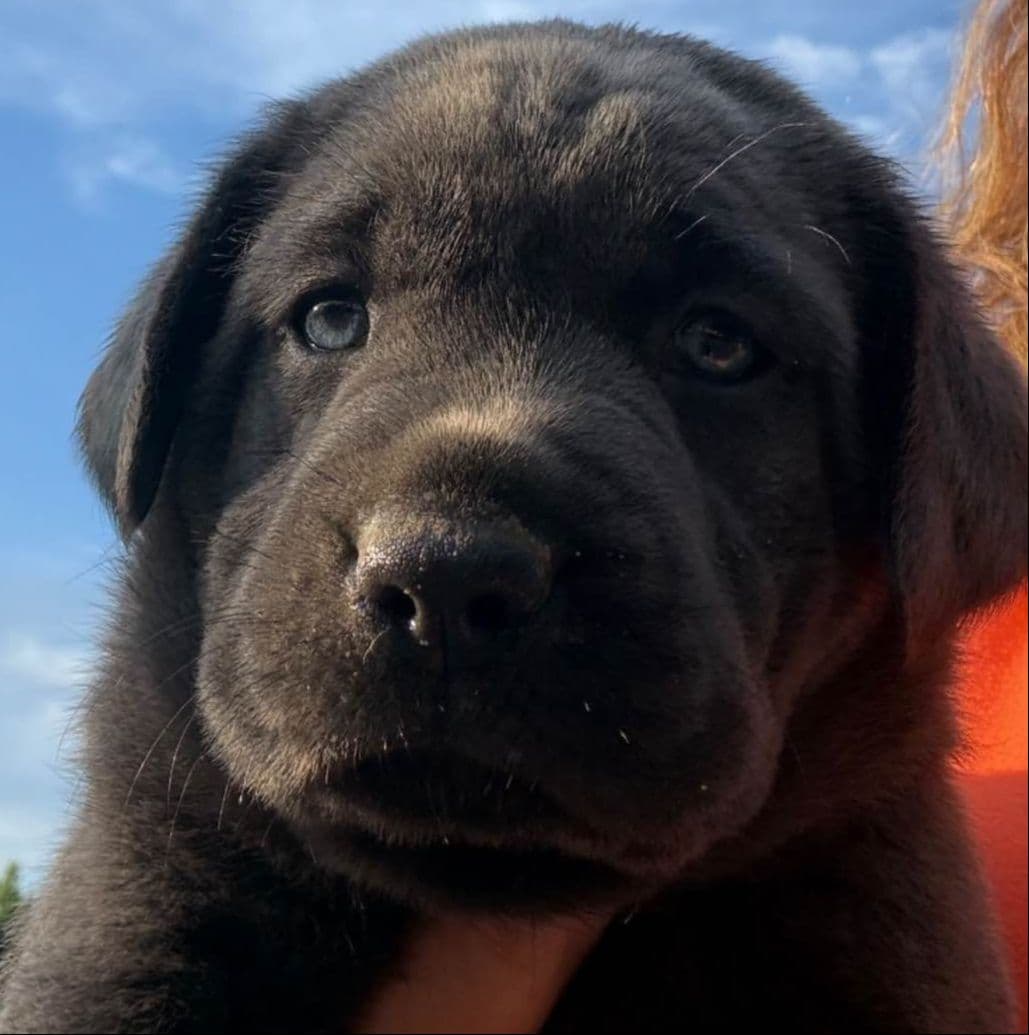 Labrador Retriever Puppies breeder image 6