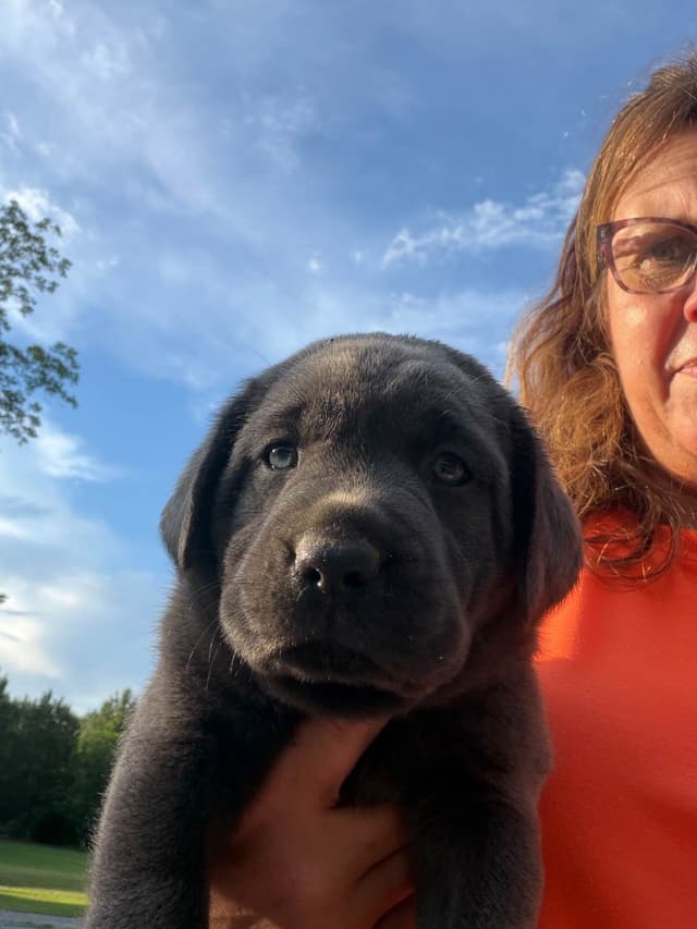 Labrador Retriever Puppies media 2