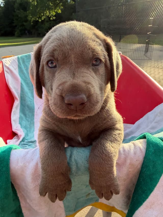 Labrador Retriever Puppies media 3
