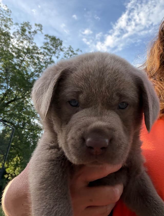 Labrador Retriever Puppies media 4