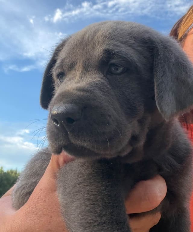 Labrador Retriever Puppies media 5