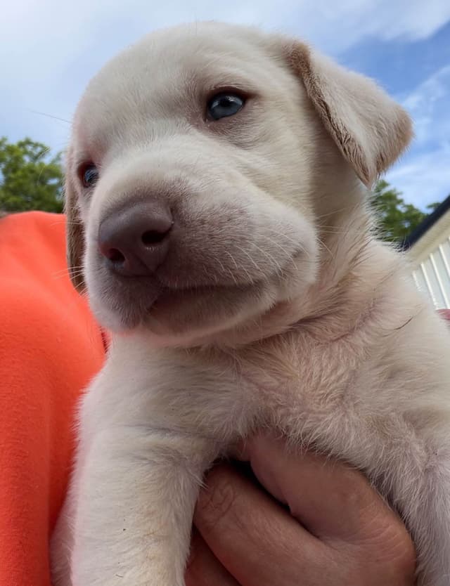 Labrador Retriever Puppies media 2