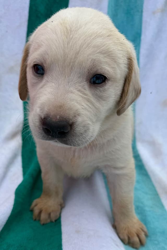 Labrador Retriever Puppies media 3