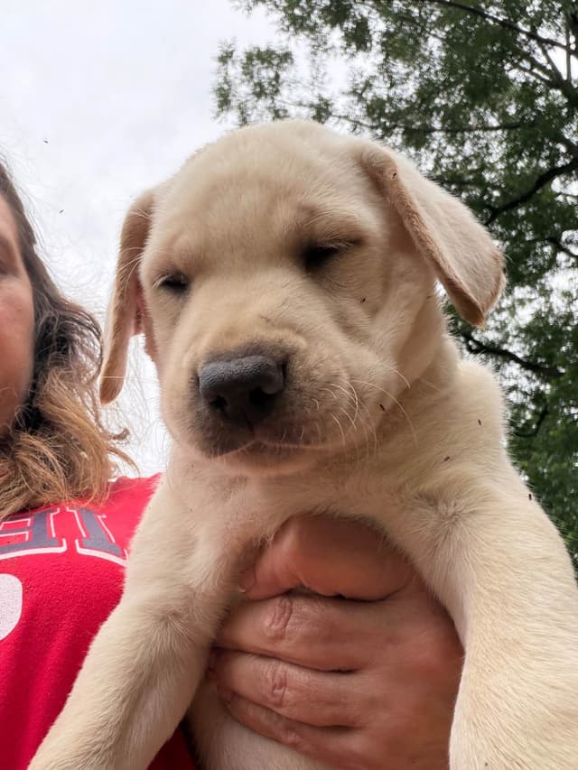 Labrador Retriever Puppies media 5