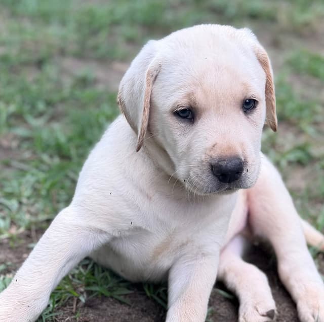 Labrador Retriever Puppies media 6