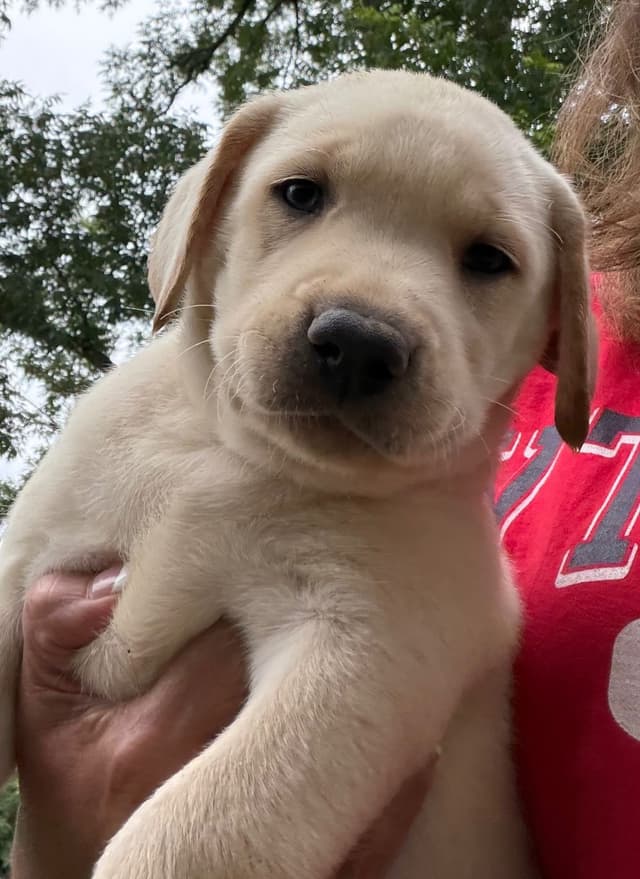 Labrador Retriever Puppies media 7