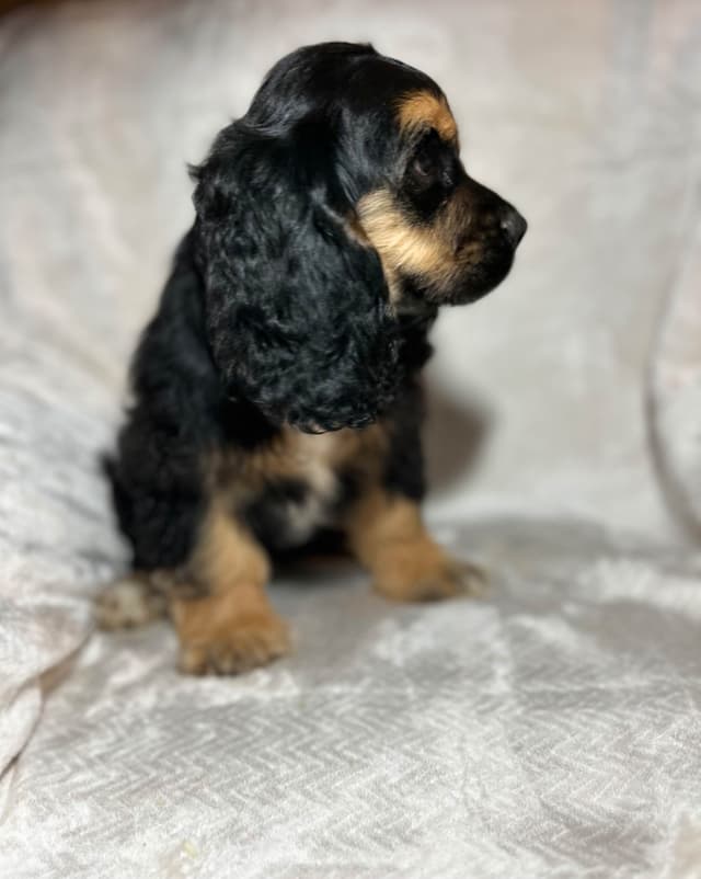 Cocker Spaniel Puppies media 2