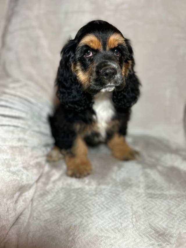 Cocker Spaniel Puppies media 3