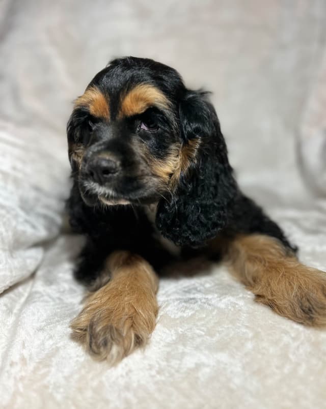 Cocker Spaniel Puppies media 4