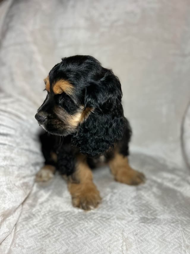 Cocker Spaniel Puppies media 5