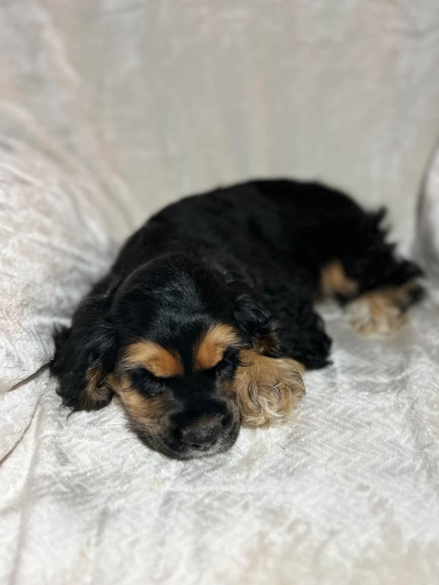 Cocker Spaniel Puppies media 6