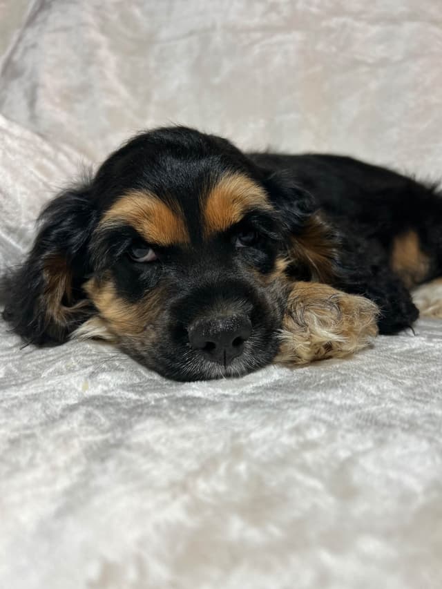 Cocker Spaniel Puppies media 7