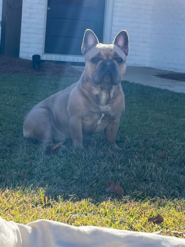 French Bulldog Puppies media 2