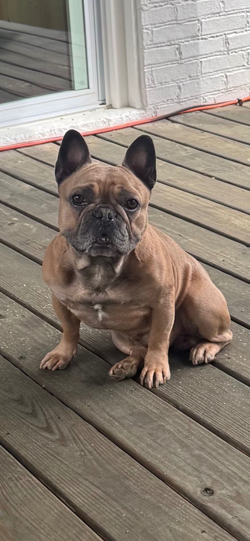 French Bulldog Puppies breeder image 15