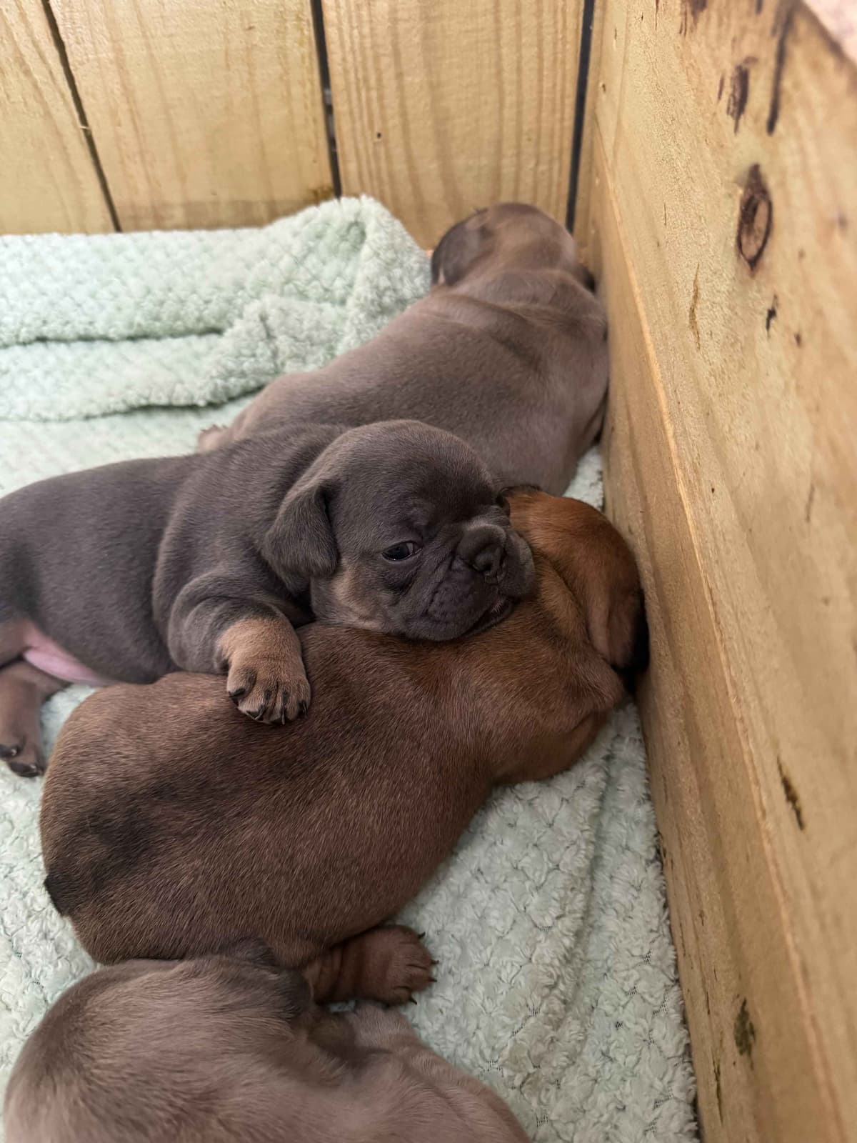 French Bulldog Puppies breeder image 14