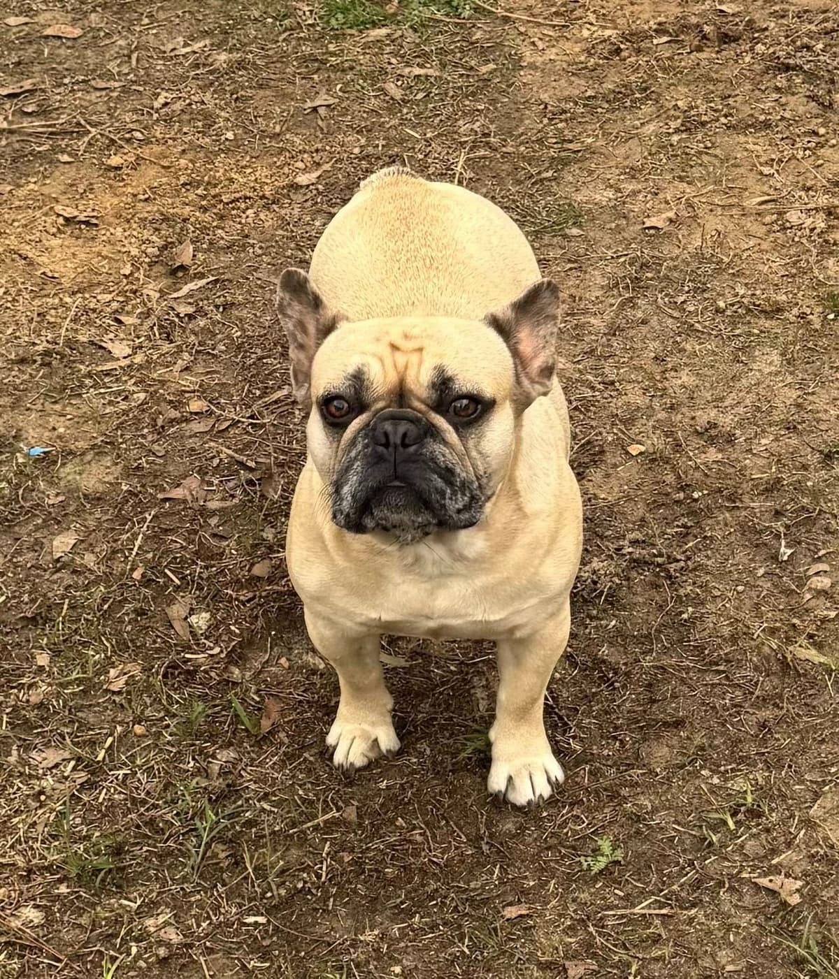 French Bulldog Puppies breeder image 16