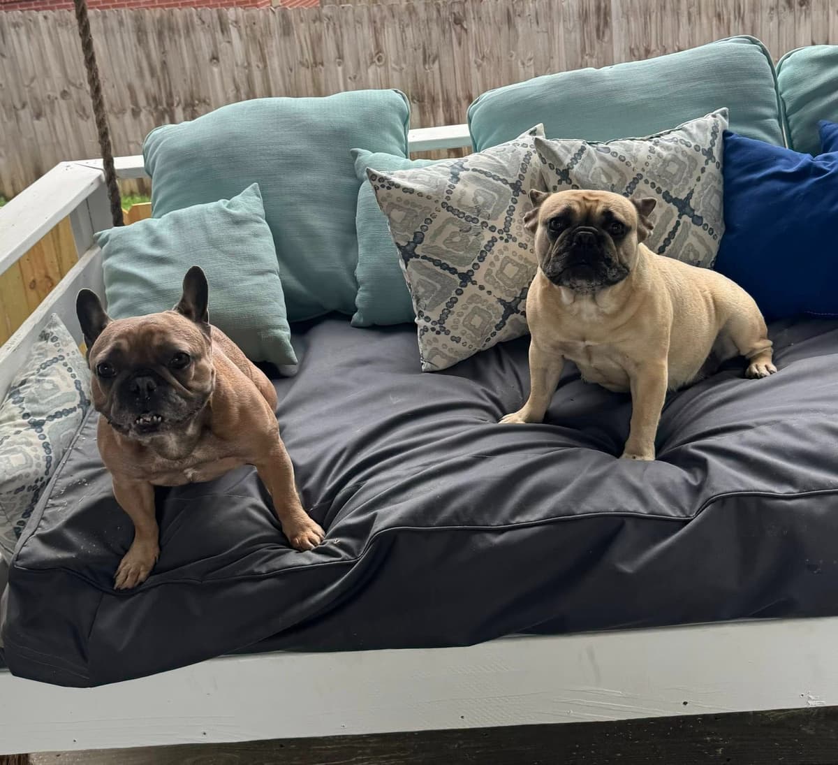 French Bulldog Puppies breeder image 17