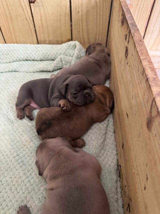 French Bulldog Puppies media 4