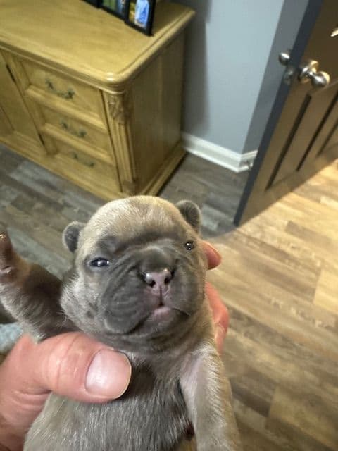 French Bulldog Puppies media 6