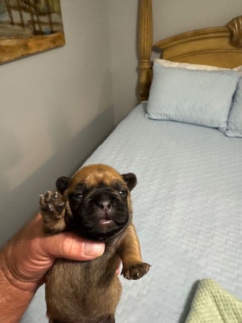 French Bulldog Puppies media 7
