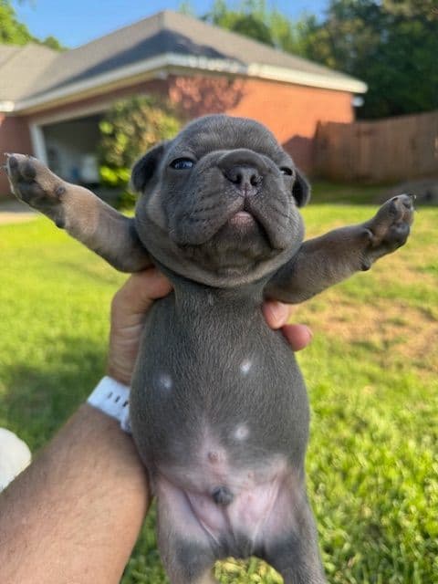 French Bulldog Puppies media 8