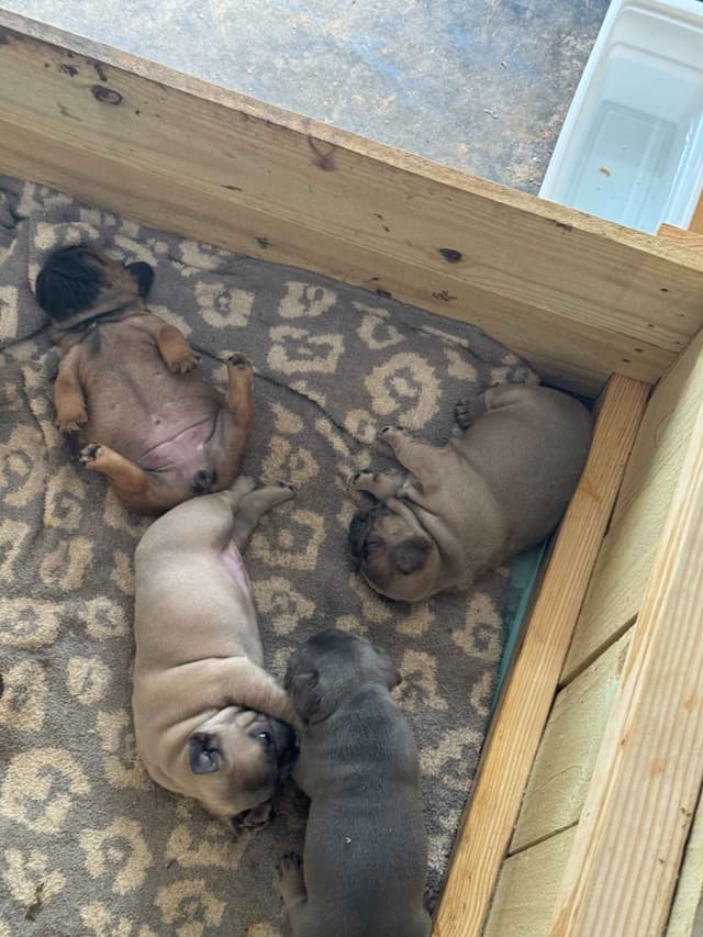 French Bulldog Puppies media 9