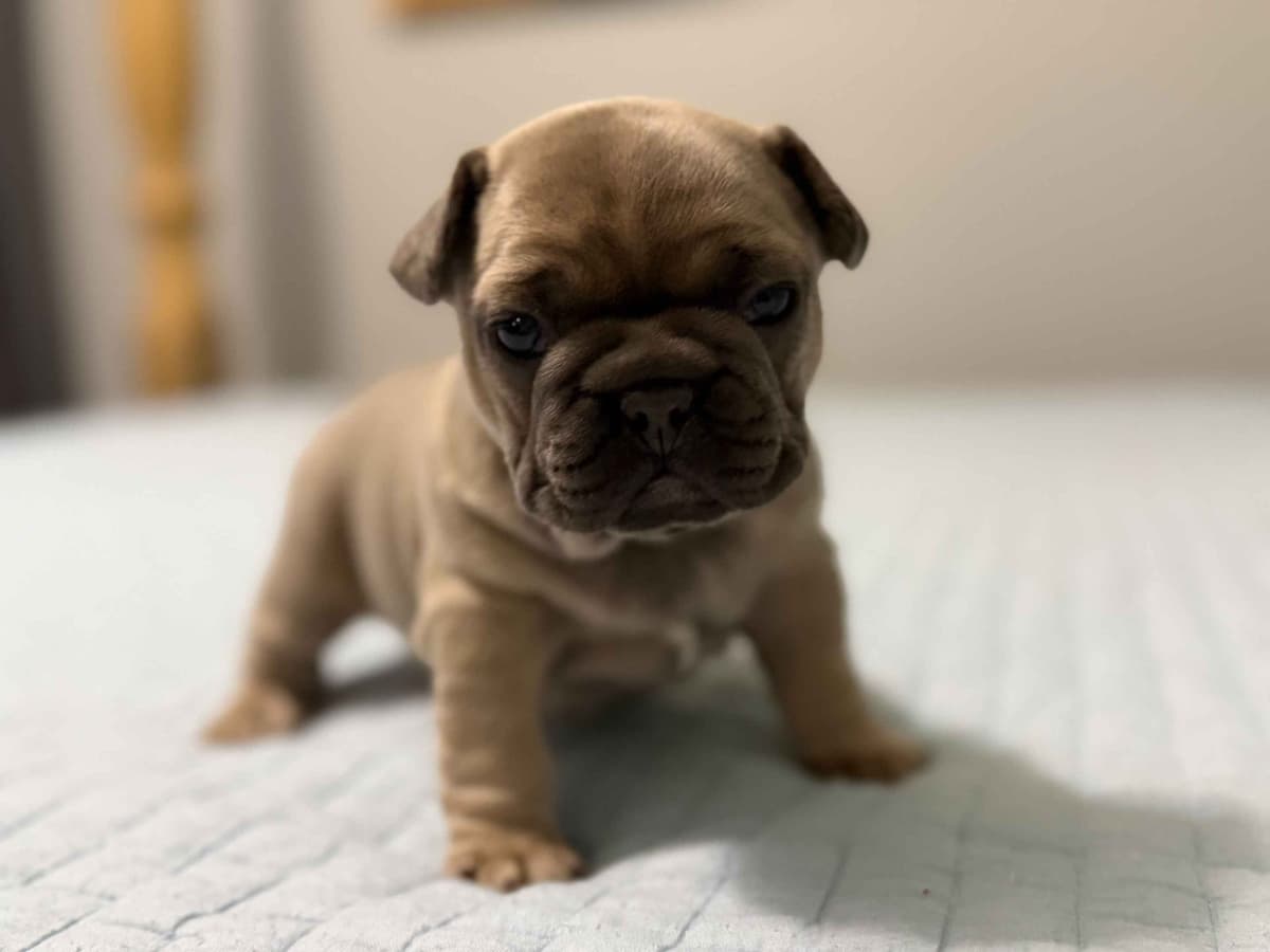 French Bulldog Puppies breeder image 5