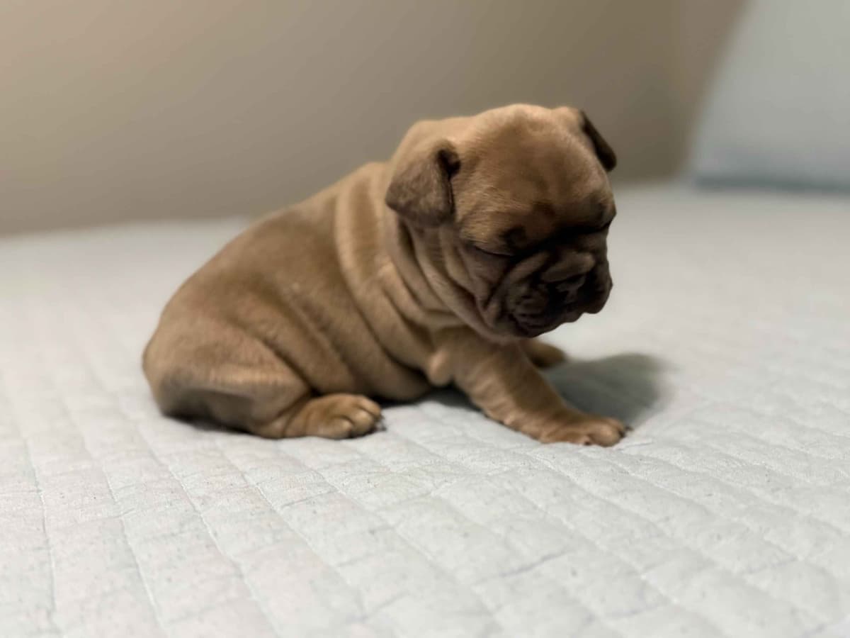 French Bulldog Puppies breeder image 7