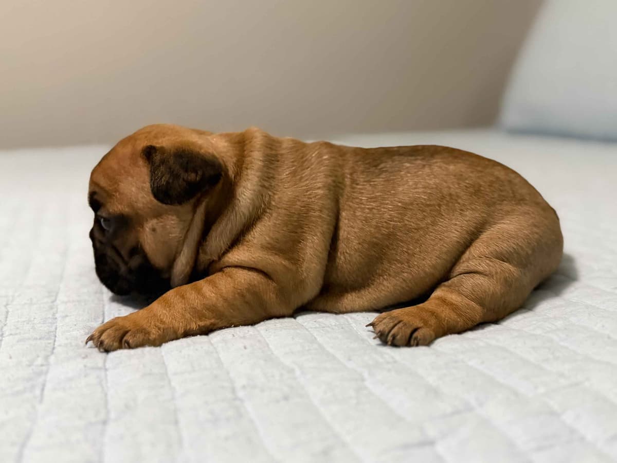 French Bulldog Puppies breeder image 8