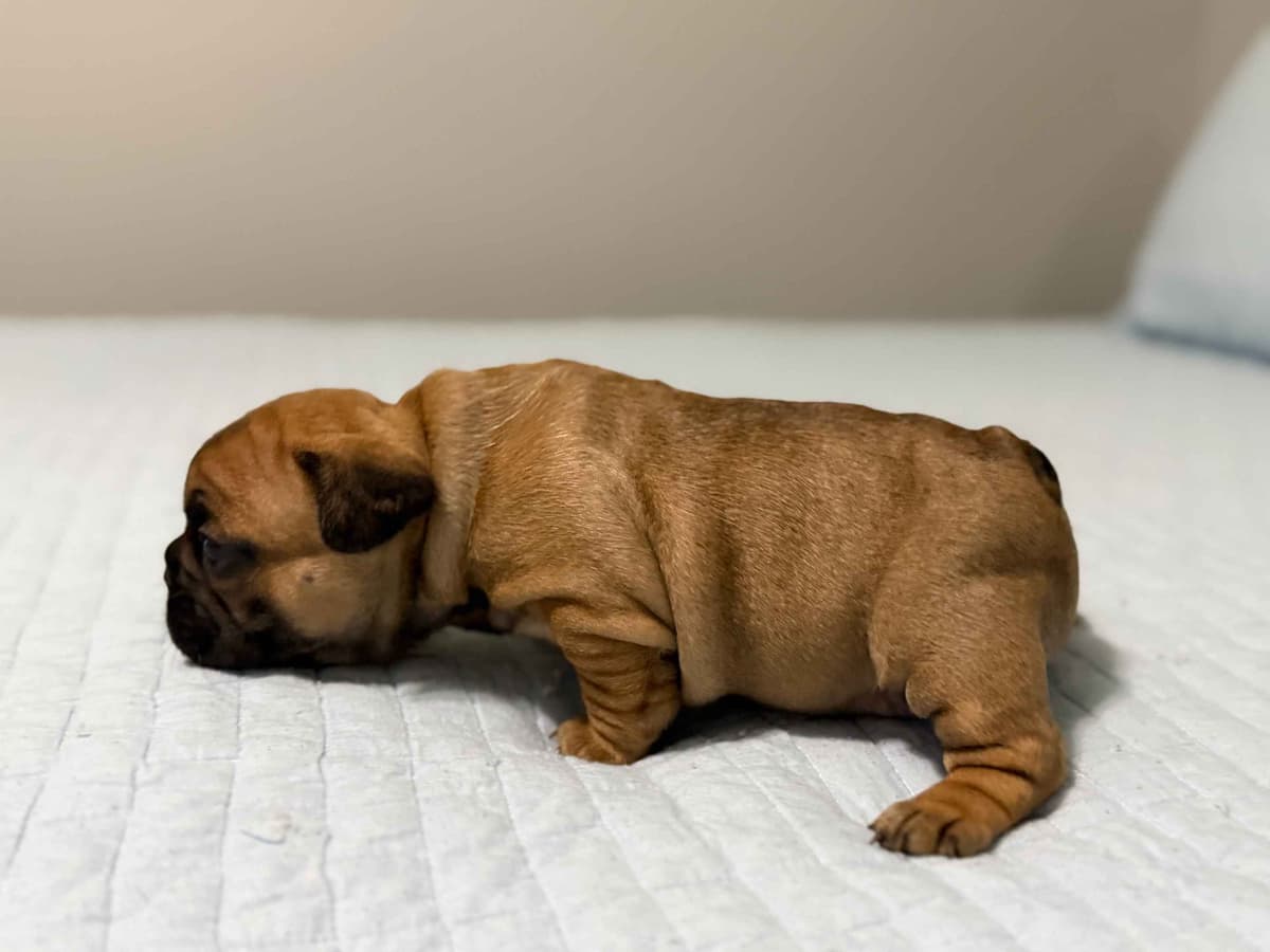 French Bulldog Puppies breeder image 9