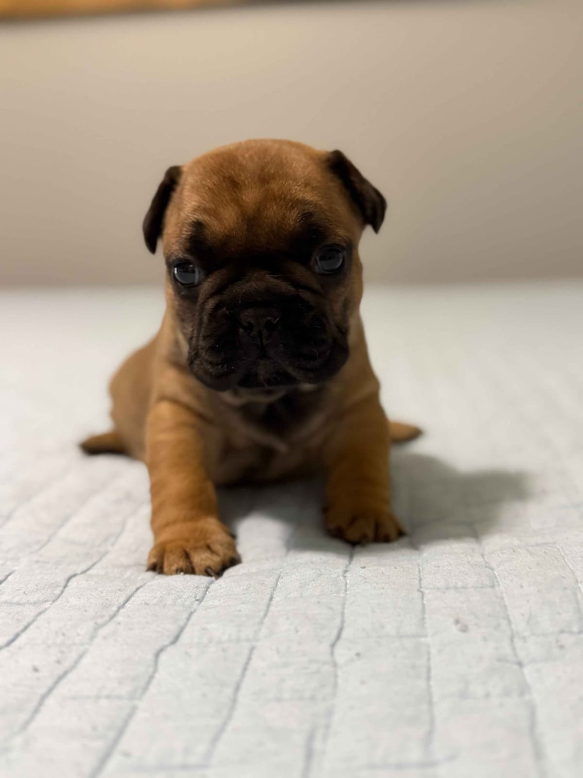 French Bulldog Puppies breeder image 10