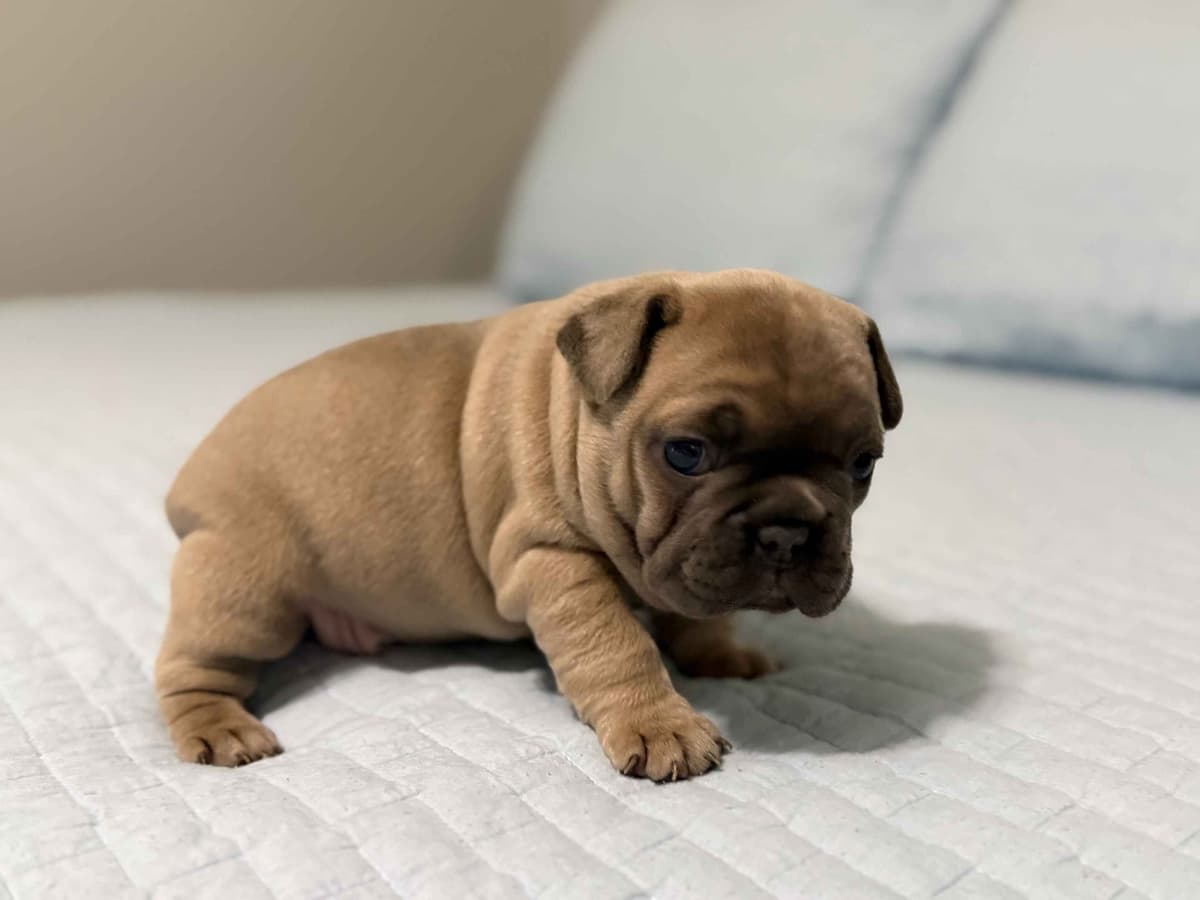 French Bulldog Puppies breeder image 11