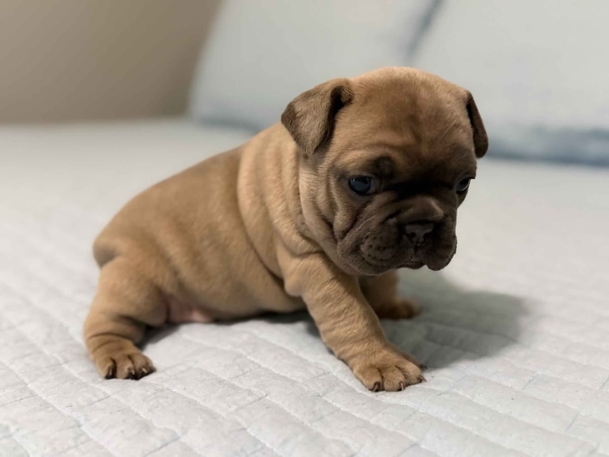 French Bulldog Puppies breeder image 12
