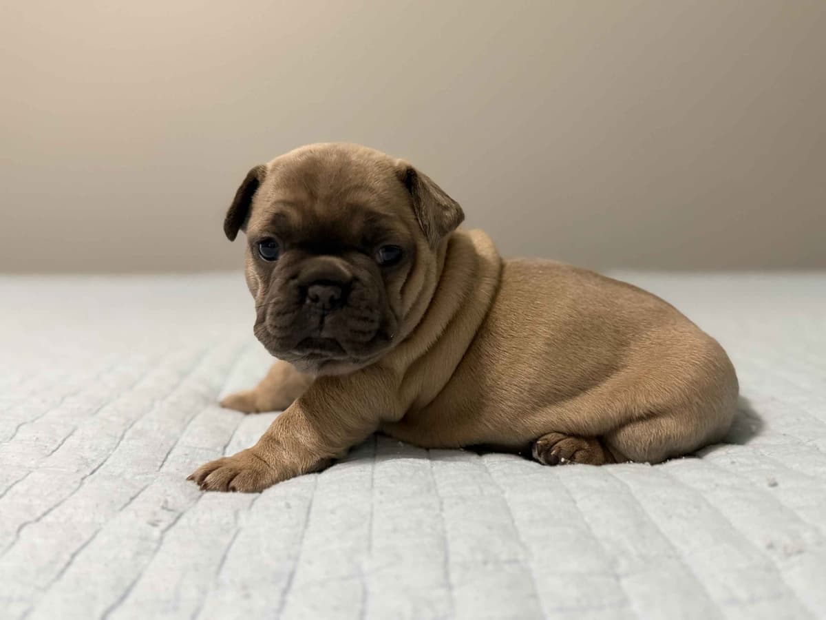 French Bulldog Puppies breeder image 13