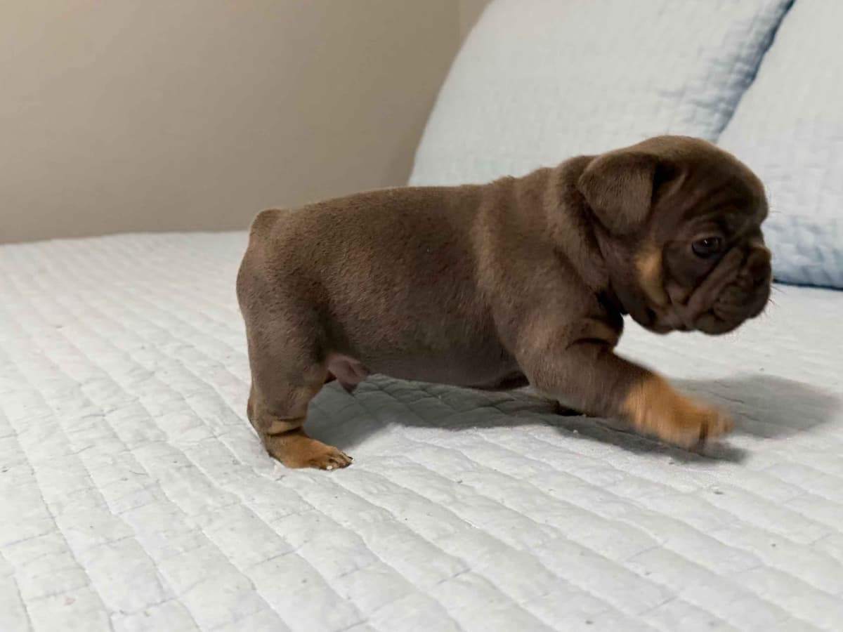 French Bulldog Puppies breeder image 4