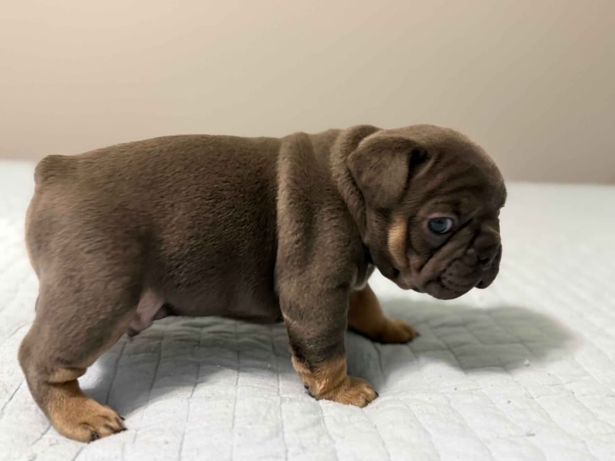 French Bulldog Puppies breeder image 3