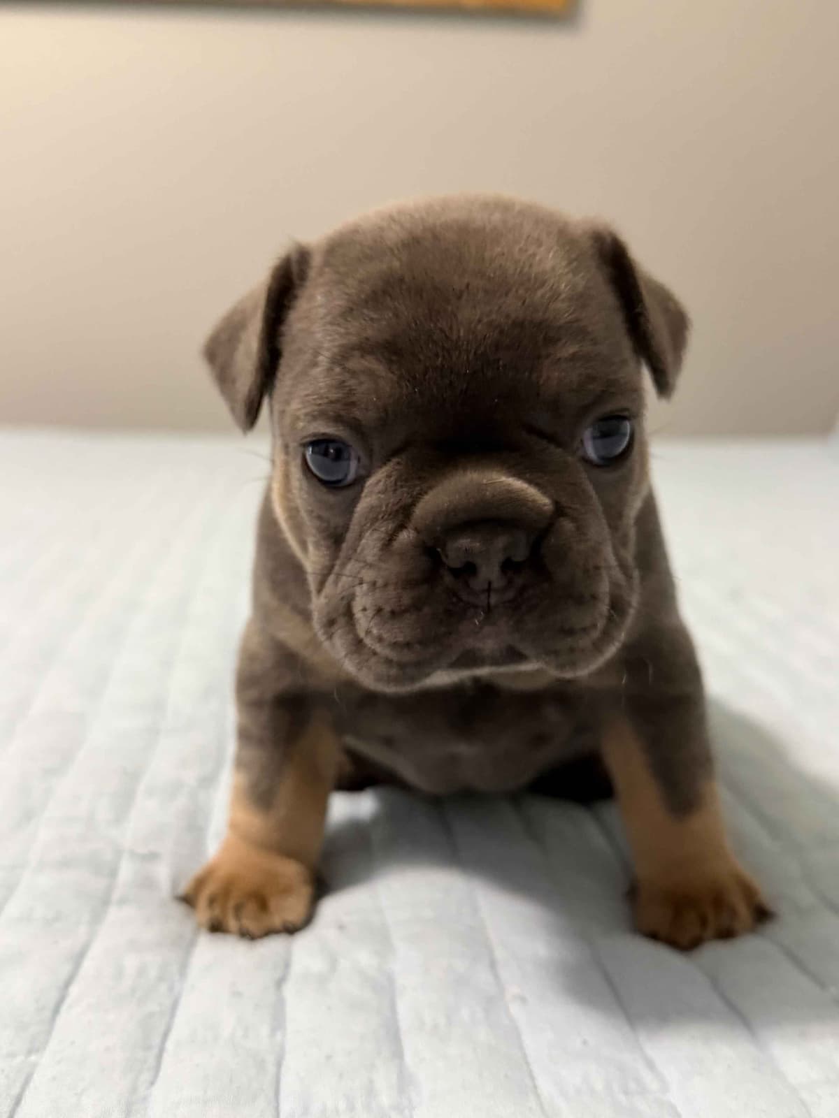 French Bulldog Puppies breeder image 1