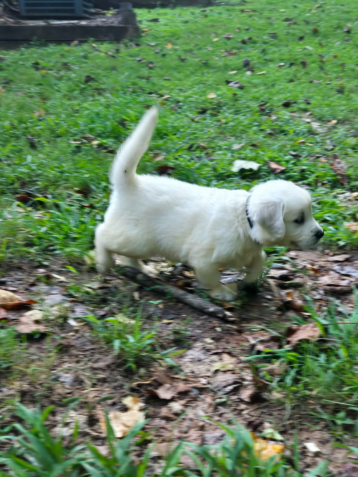 Golden Retriever Puppies breeder image 1