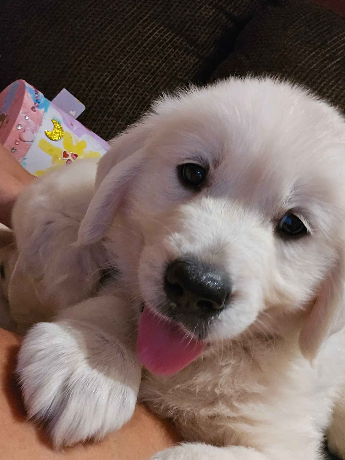 Golden Retriever Puppies breeder image 3