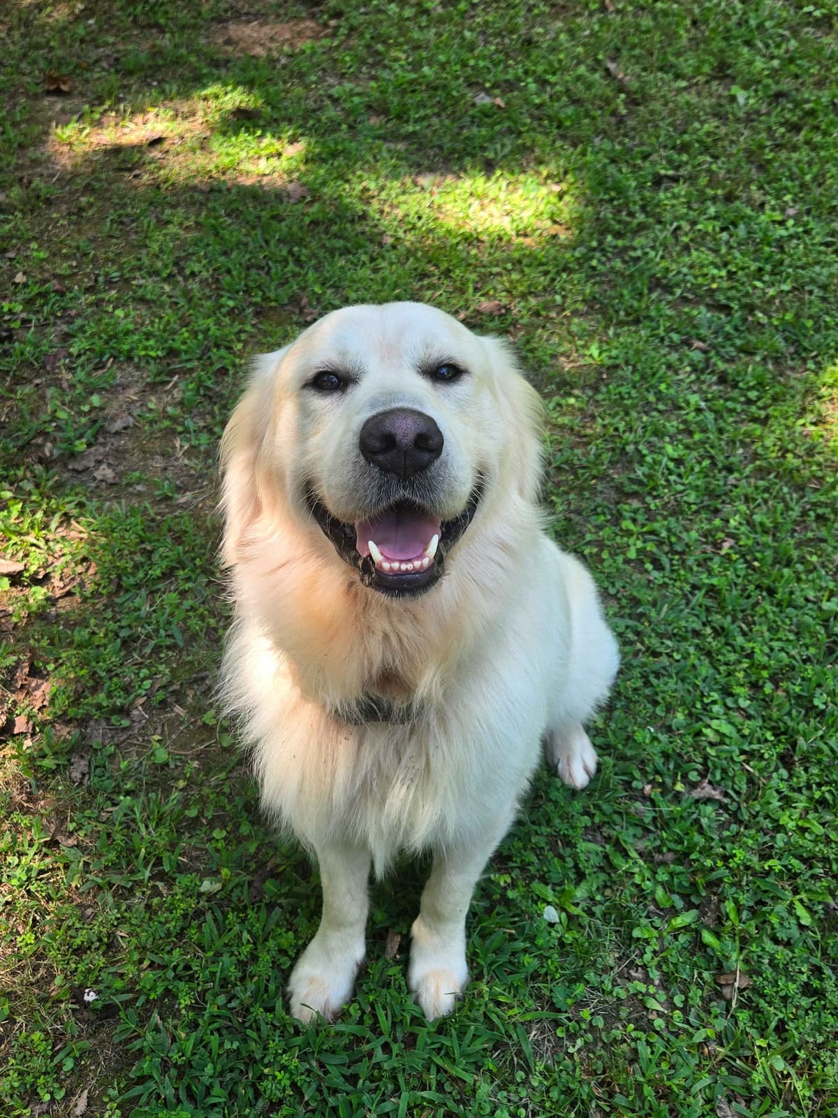 Golden Retriever Puppies breeder image 4