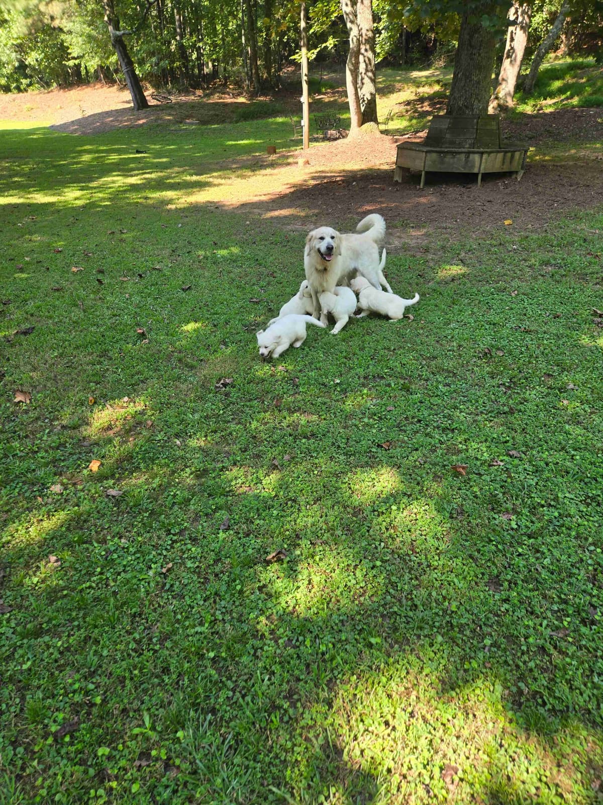 Golden Retriever Puppies breeder image 6