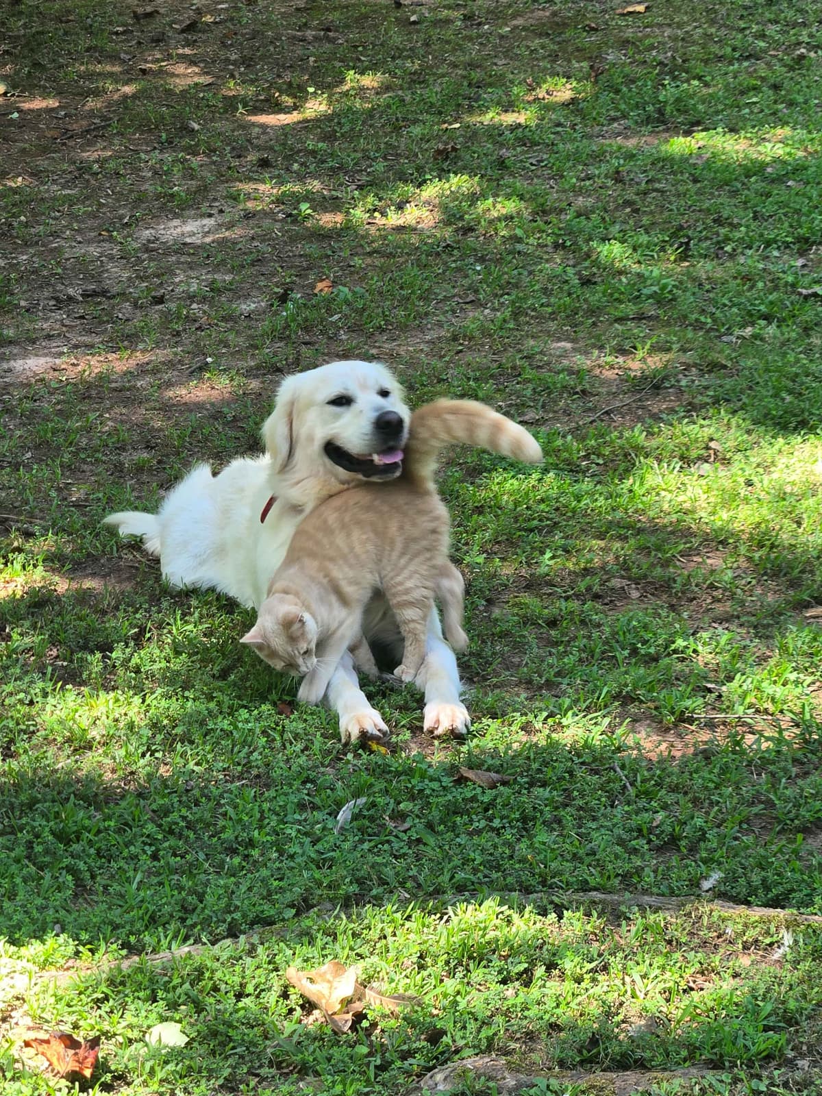 Golden Retriever Puppies breeder image 7